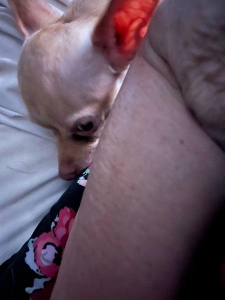 Habanero - hoarding case, Adoptable, Adult Female Chihuahua.