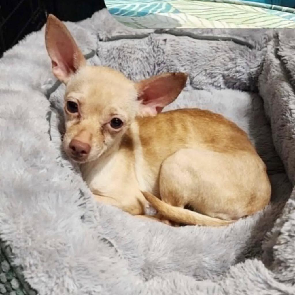 Habanero - hoarding case, a Adoptable Chihuahua in Bryan, TX image 2/5
