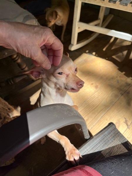 Habanero - hoarding case, a Adoptable Chihuahua in Bryan, TX image 4/5