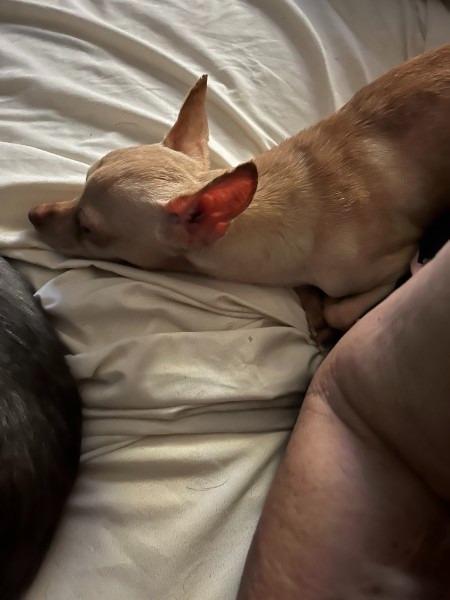Habanero - hoarding case, a Adoptable Chihuahua in Bryan, TX image 5/5