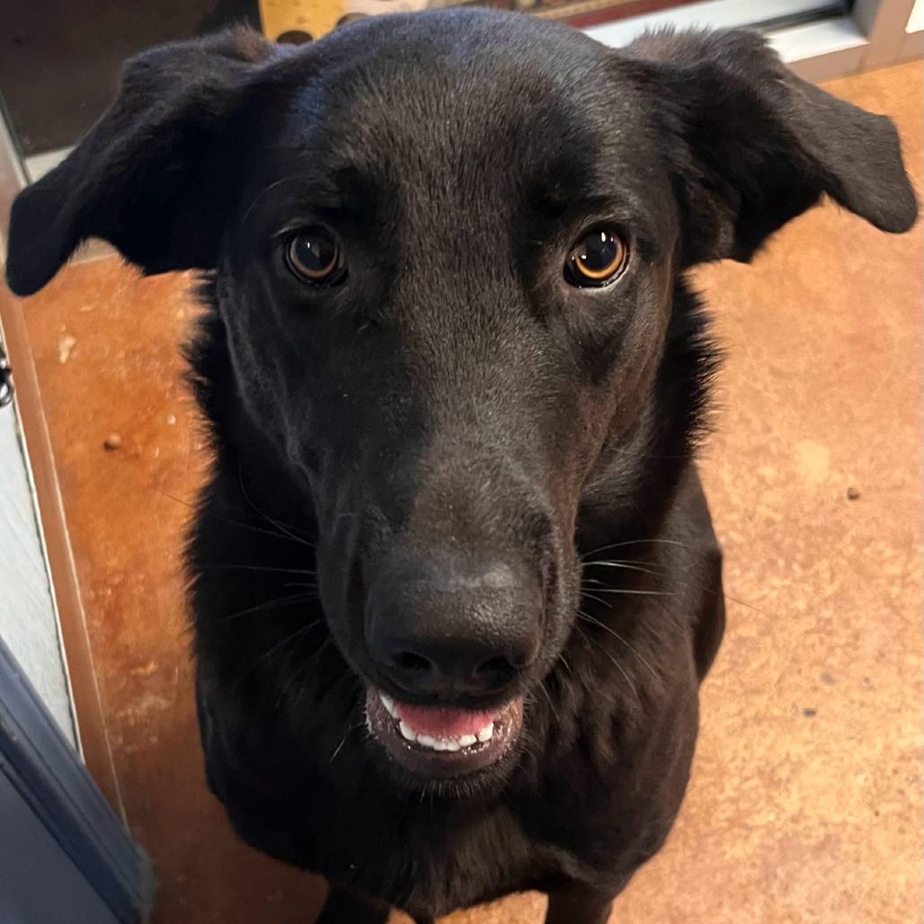 Enlarge Maxine, a Adoptable Black Labrador Retriever in Clarksville, AR image 1/4
