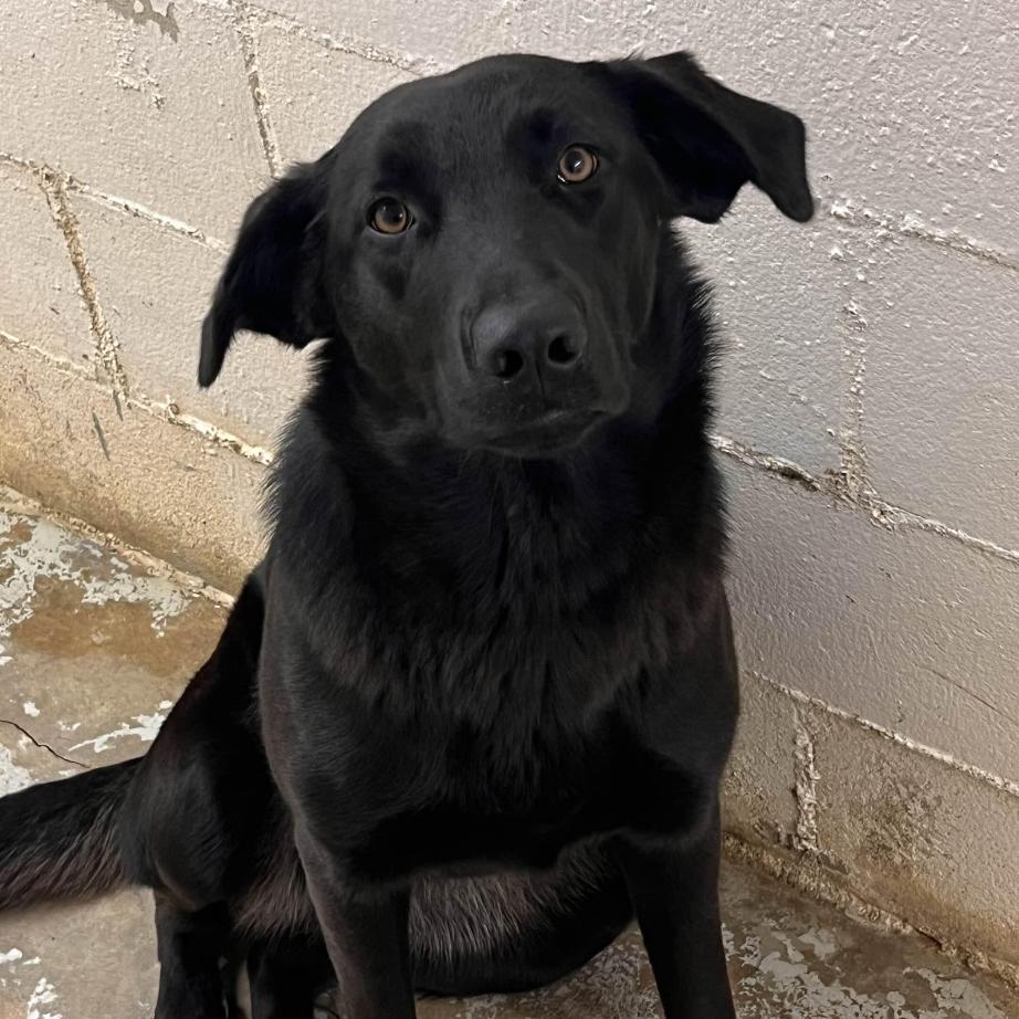 Enlarge Maxine, a Adoptable Black Labrador Retriever in Clarksville, AR image 2/4