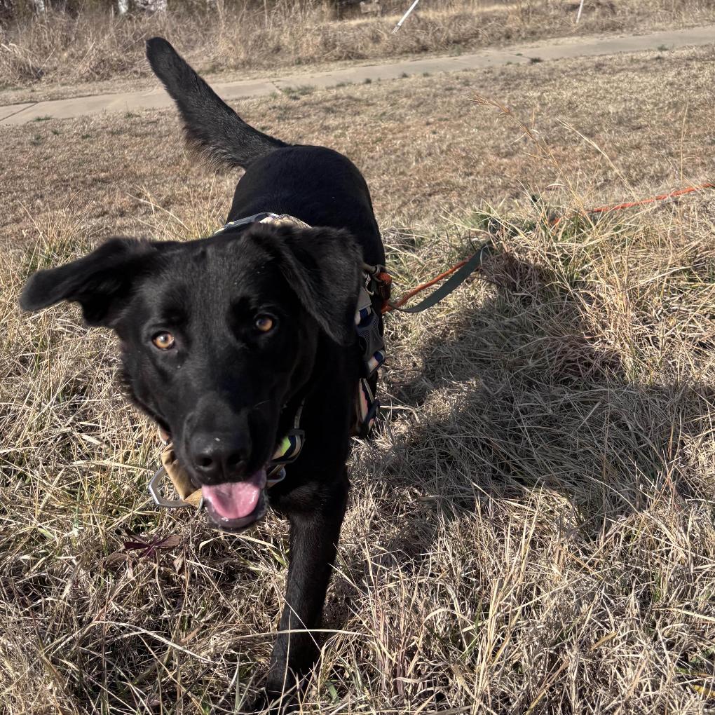 Enlarge Maxine, a Adoptable Black Labrador Retriever in Clarksville, AR image 3/4