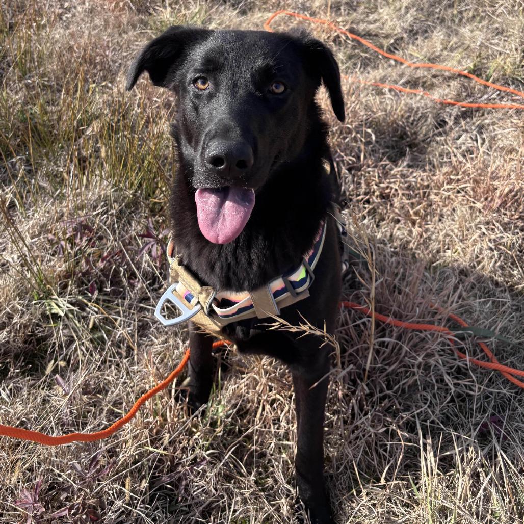 Enlarge Maxine, a Adoptable Black Labrador Retriever in Clarksville, AR image 4/4