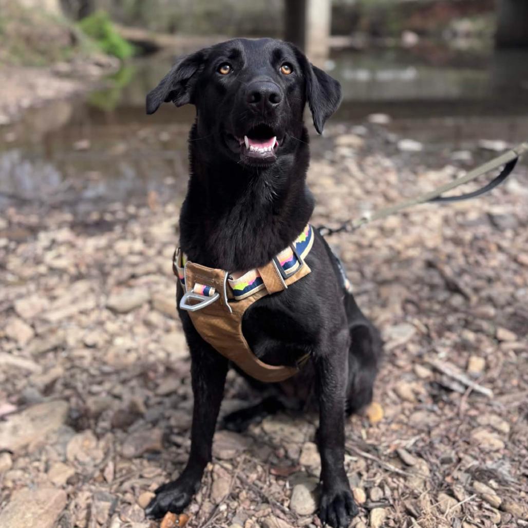 Enlarge Maxine, a Adoptable Black Labrador Retriever in Clarksville, AR image 5/5