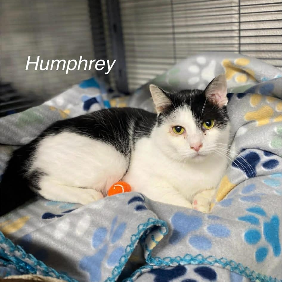 Enlarge Humphrey, a ADOPTABLE Tuxedo in Mount Airy, NC image 1/1