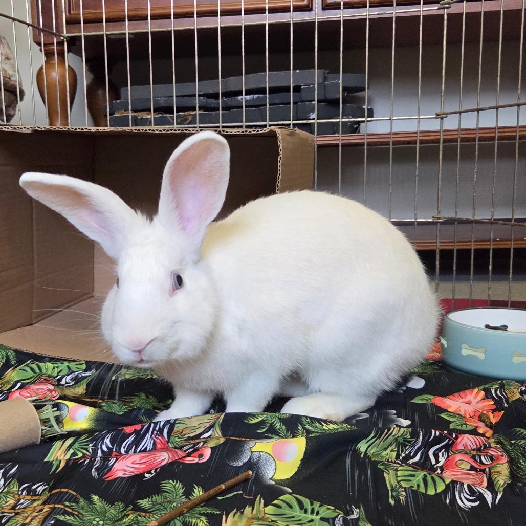 Whitey, Adoptable, Young Male American.
