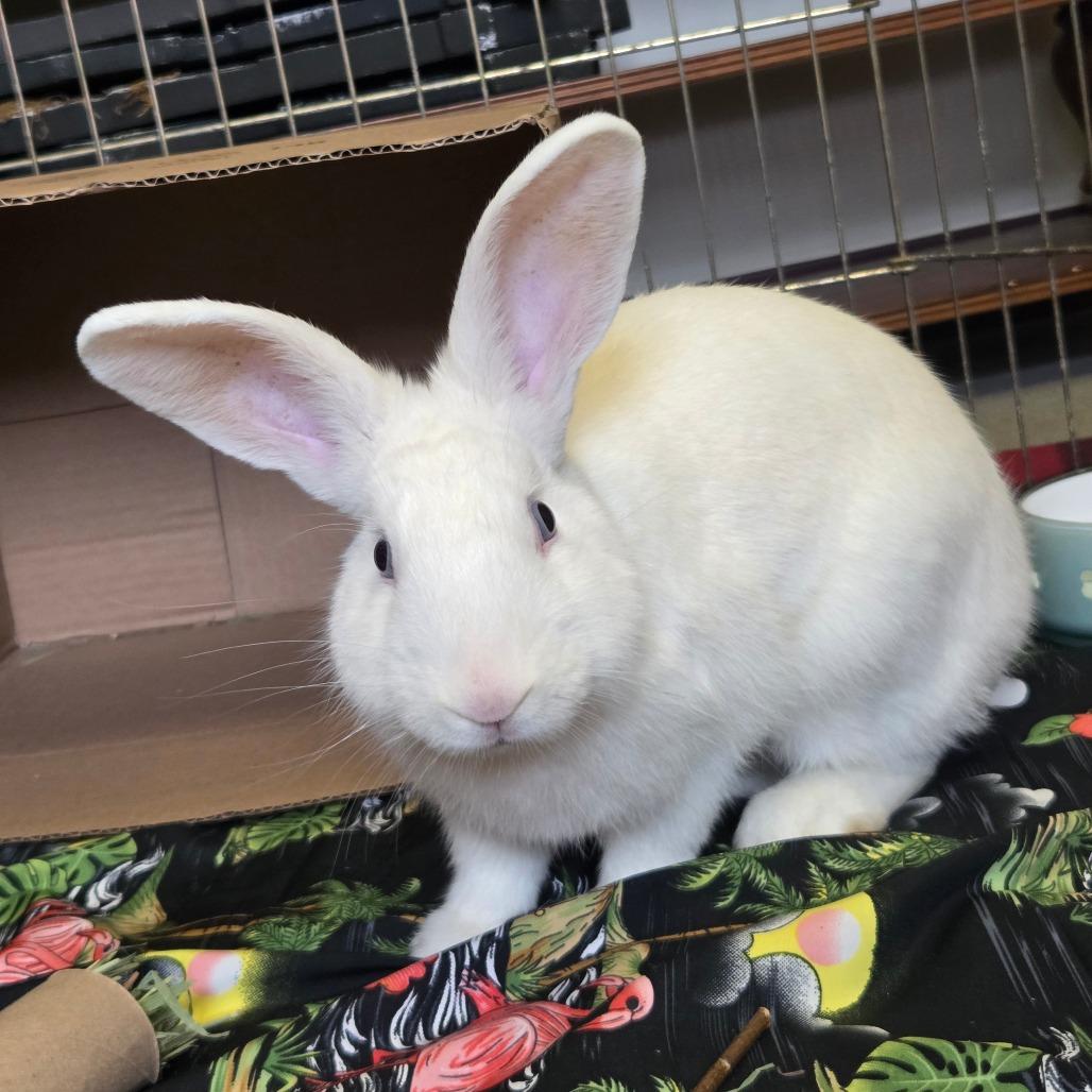 Enlarge Whitey, a Adoptable American in Ballston Spa, NY image 2/3