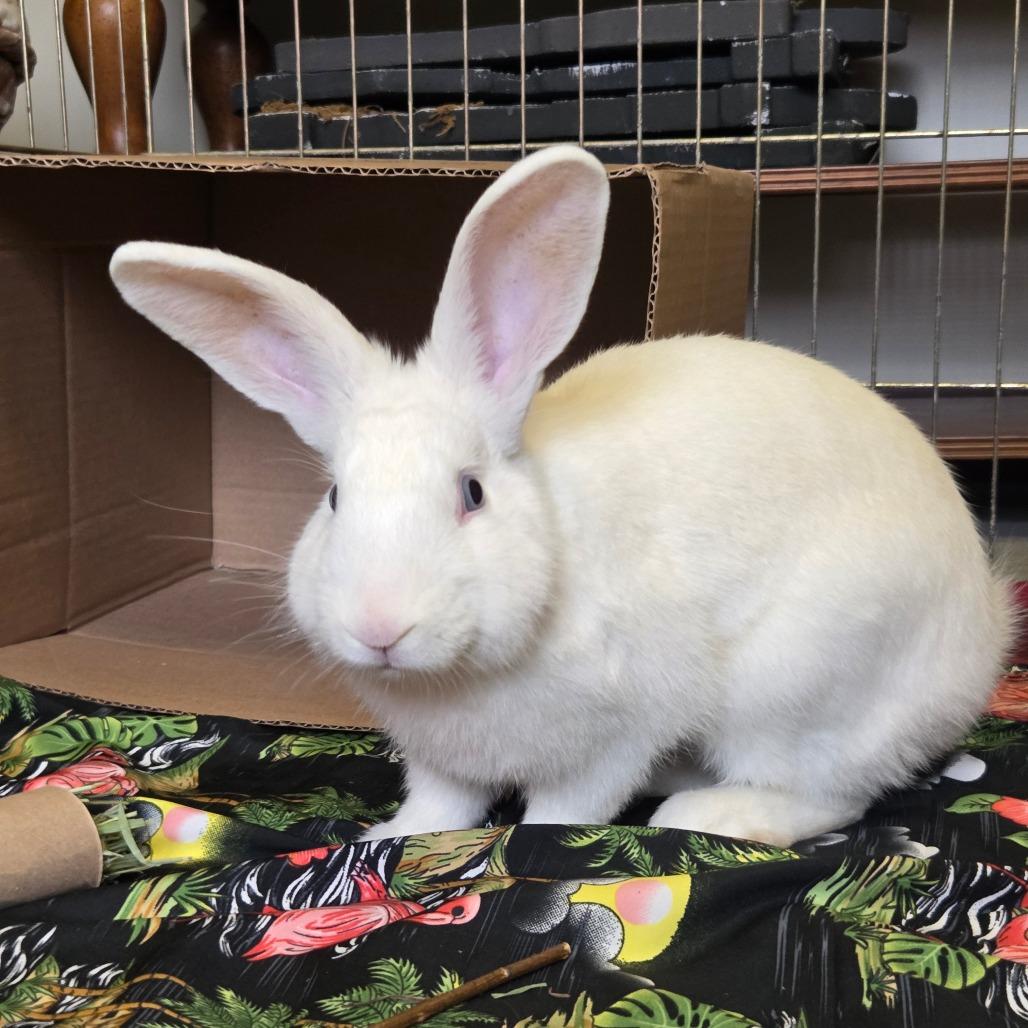 Enlarge Whitey, a Adoptable American in Ballston Spa, NY image 3/3