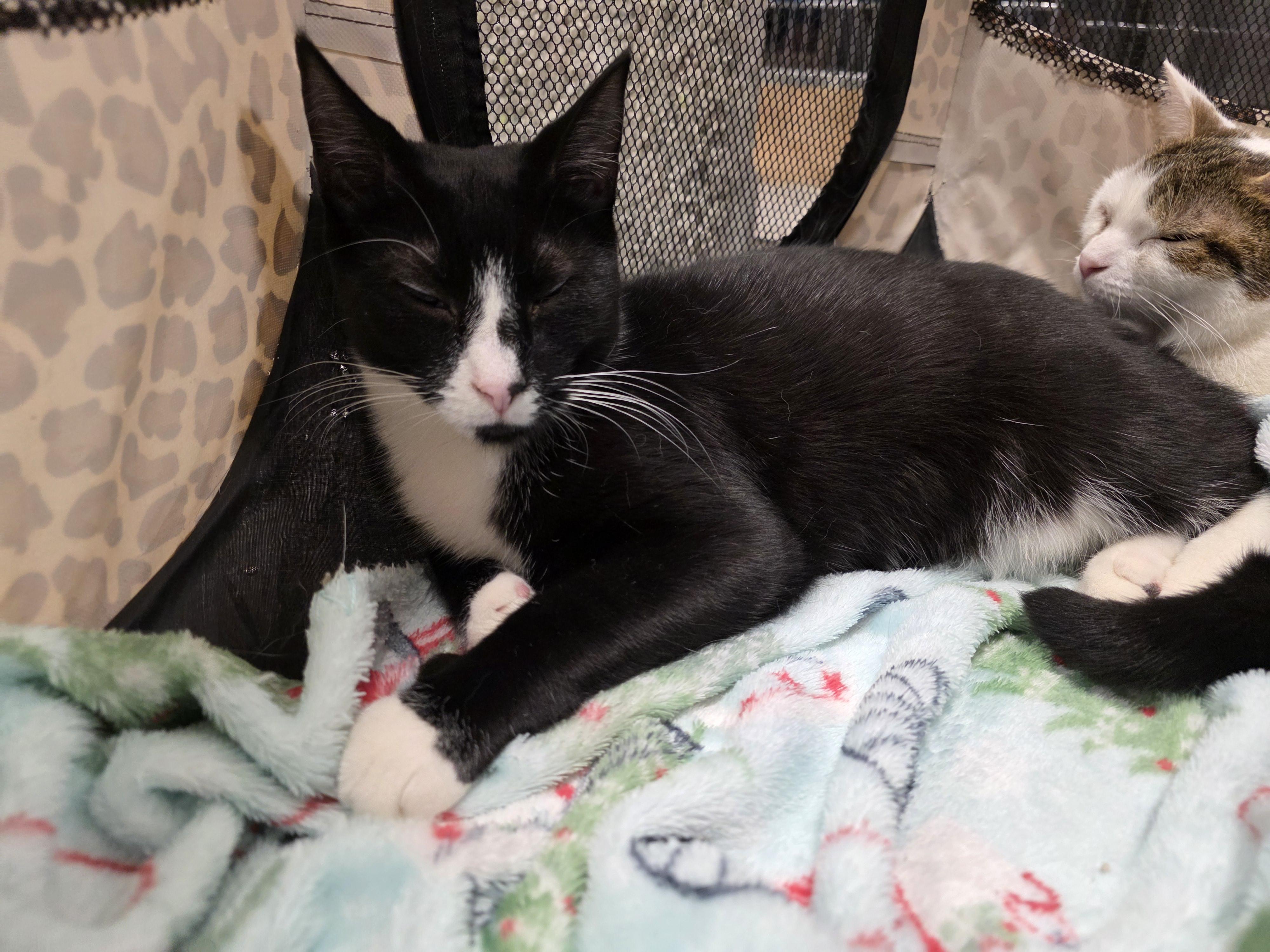 Enlarge Catnip, a ADOPTABLE Tuxedo in Richmond, VA image 1/5
