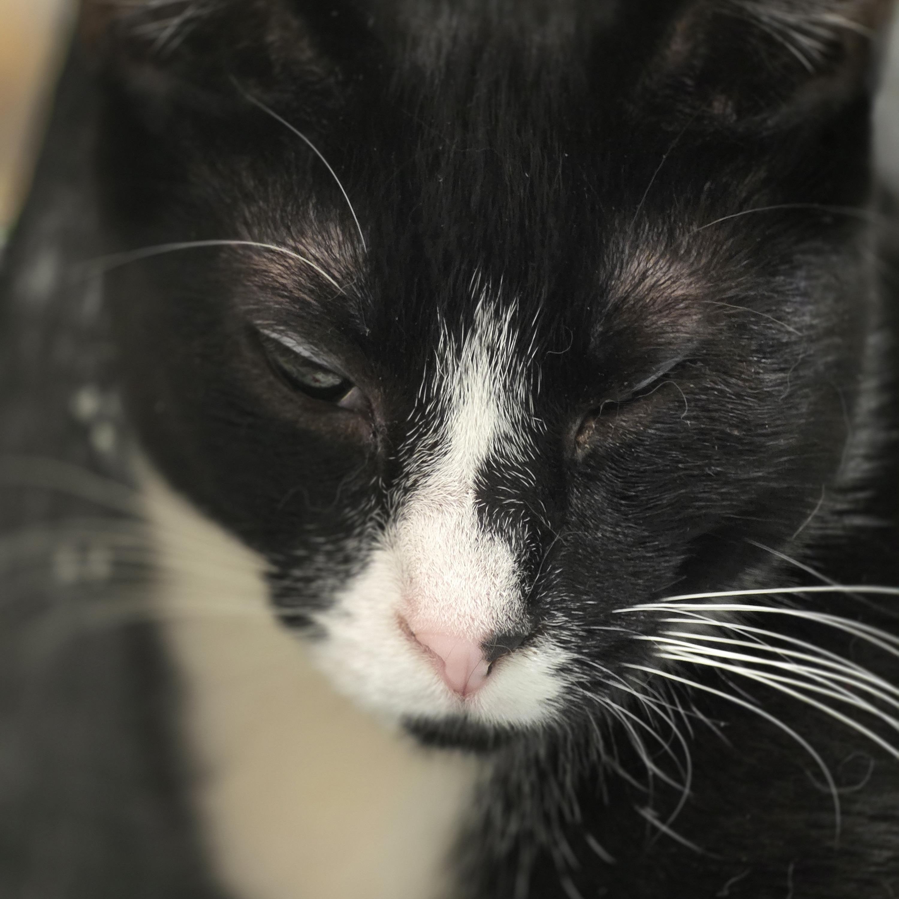Enlarge Catnip, a ADOPTABLE Tuxedo in Richmond, VA image 2/5