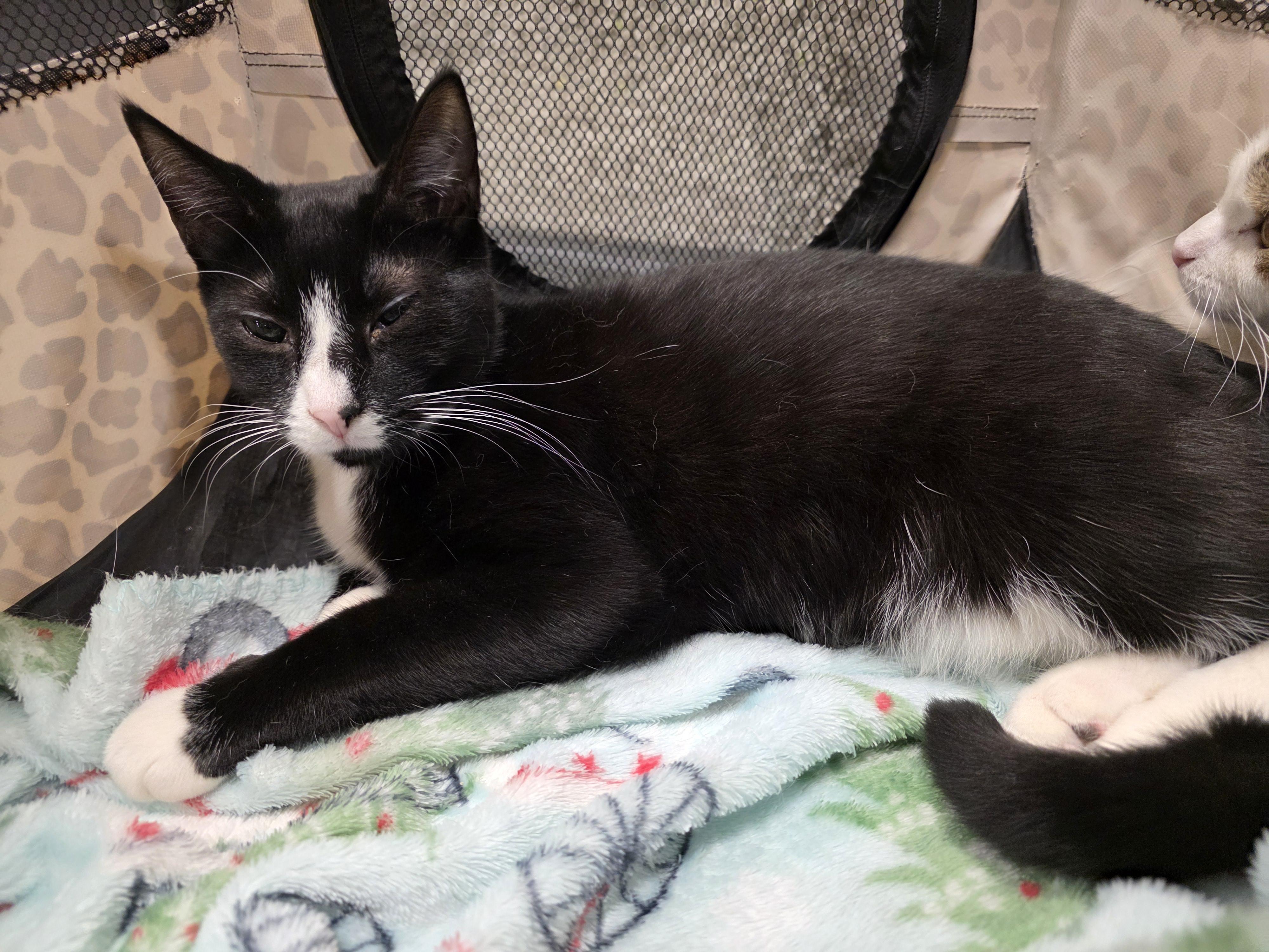 Enlarge Catnip, a ADOPTABLE Tuxedo in Richmond, VA image 4/5