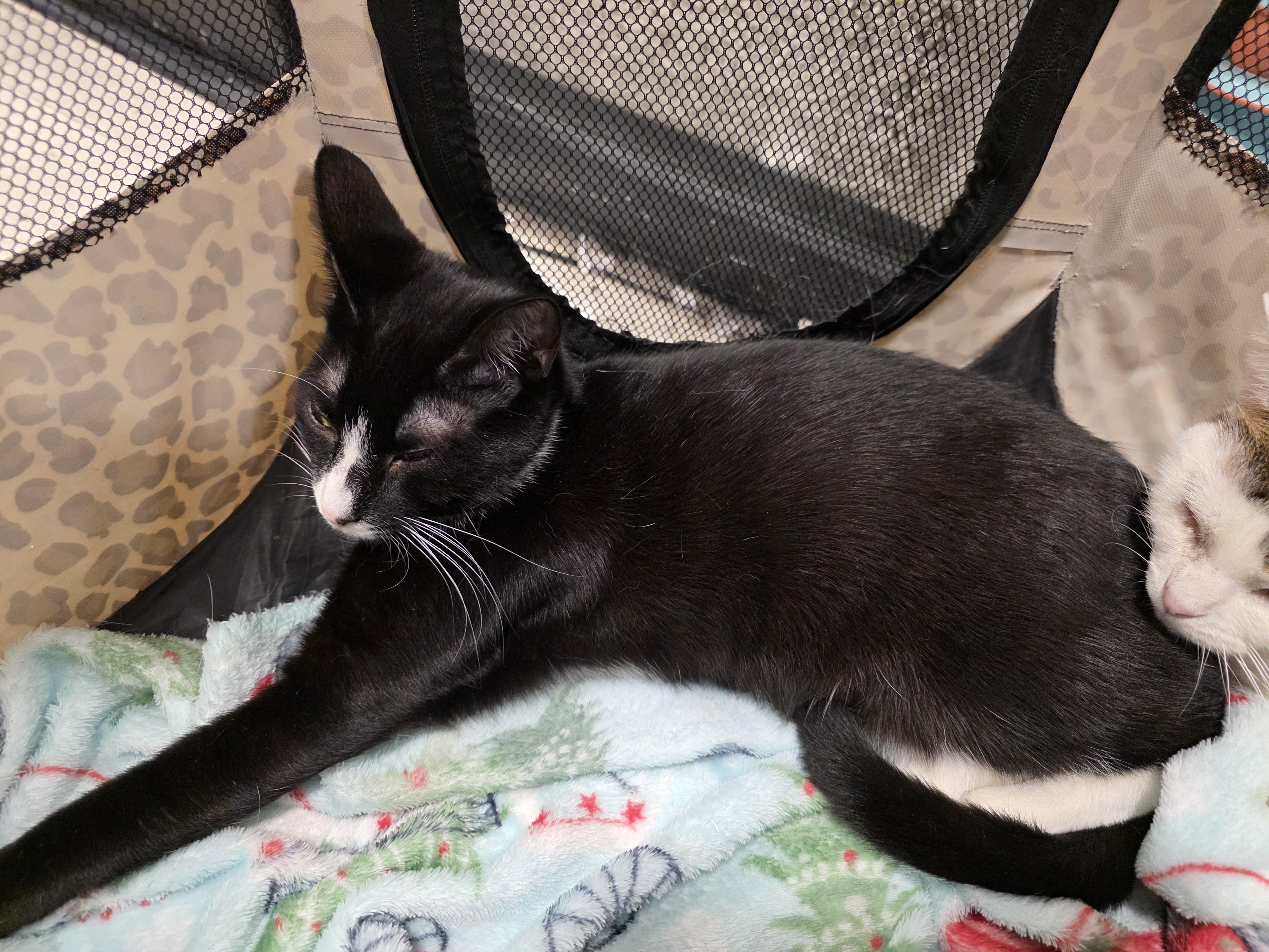 Enlarge Catnip, a ADOPTABLE Tuxedo in Richmond, VA image 5/5