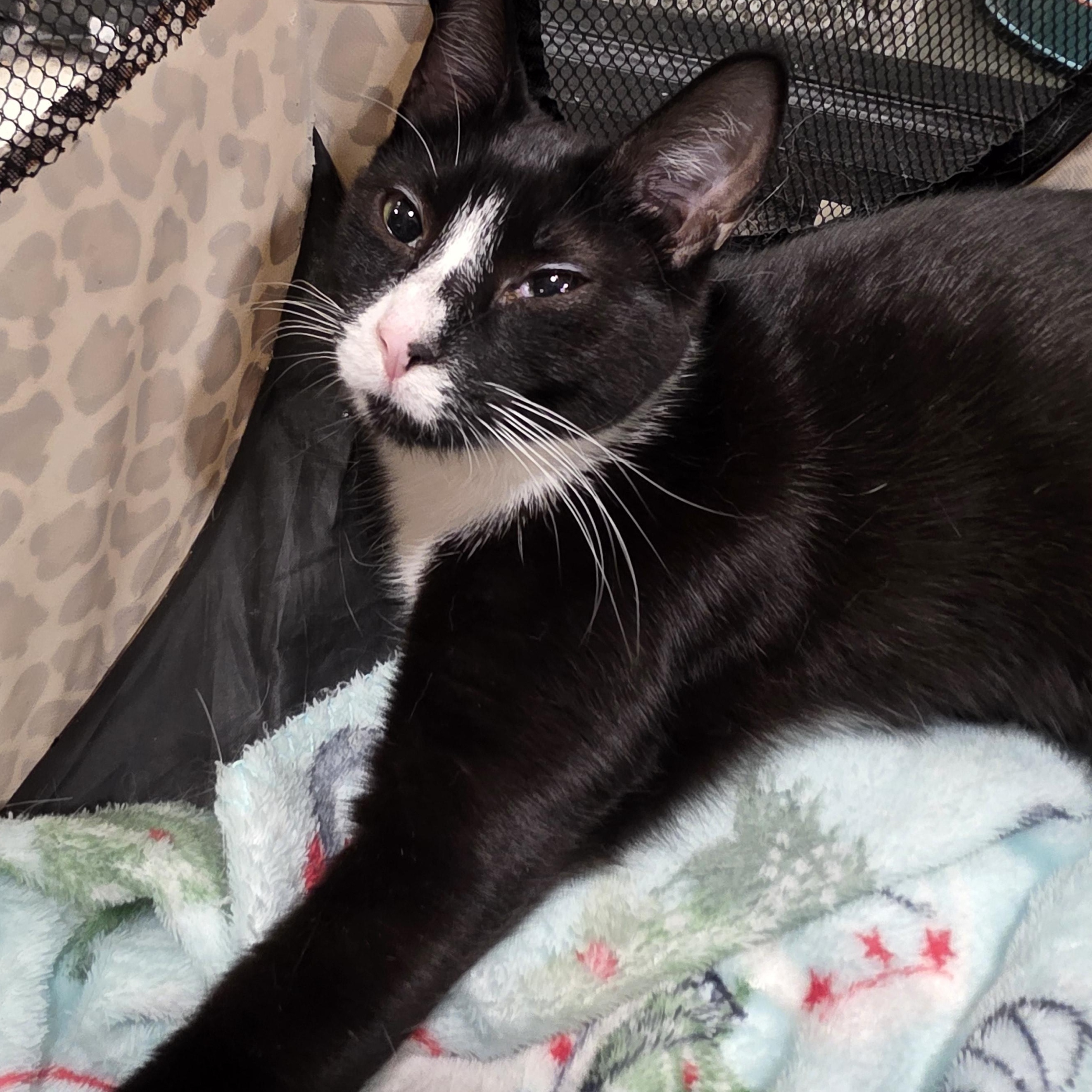 Enlarge Catnip, a ADOPTABLE Tuxedo in Richmond, VA image 3/5