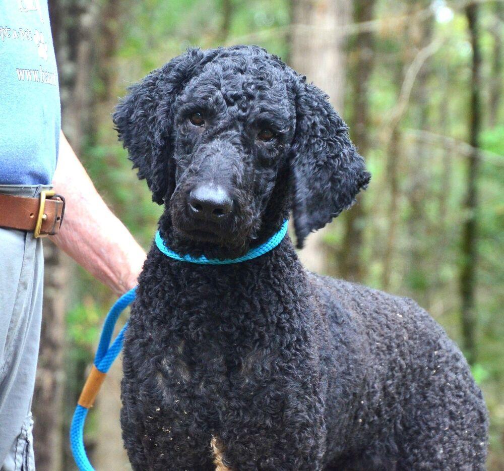 Nigel, Adoptable, Adult Male Standard Poodle.