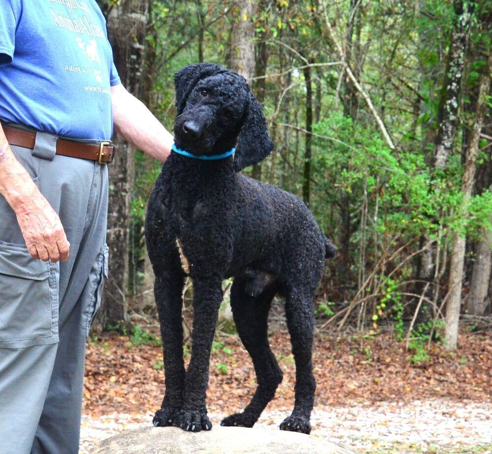 Enlarge Nigel, a Adoptable Standard Poodle in Willingboro, NJ image 2/6