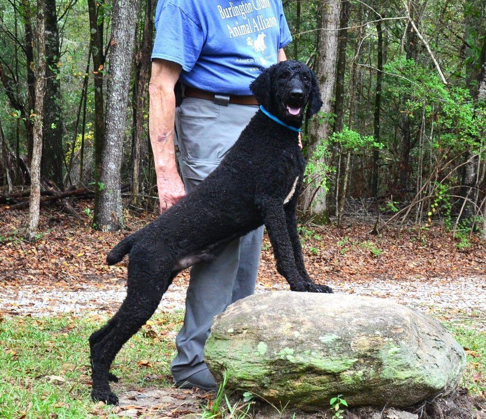 Enlarge Nigel, a Adoptable Standard Poodle in Willingboro, NJ image 3/6