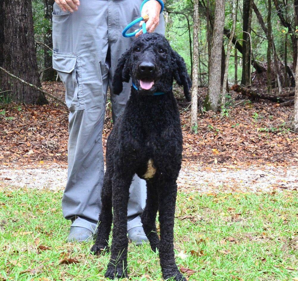 Enlarge Nigel, a Adoptable Standard Poodle in Willingboro, NJ image 4/6
