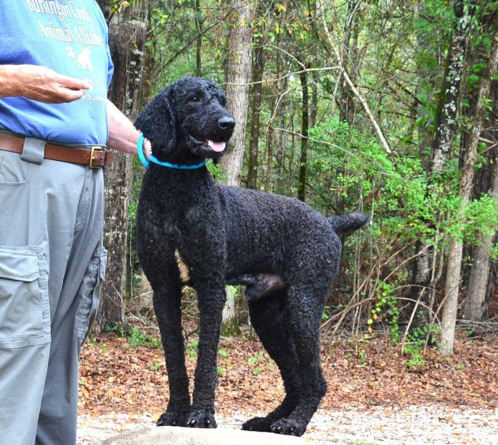 Enlarge Nigel, a Adoptable Standard Poodle in Willingboro, NJ image 5/6