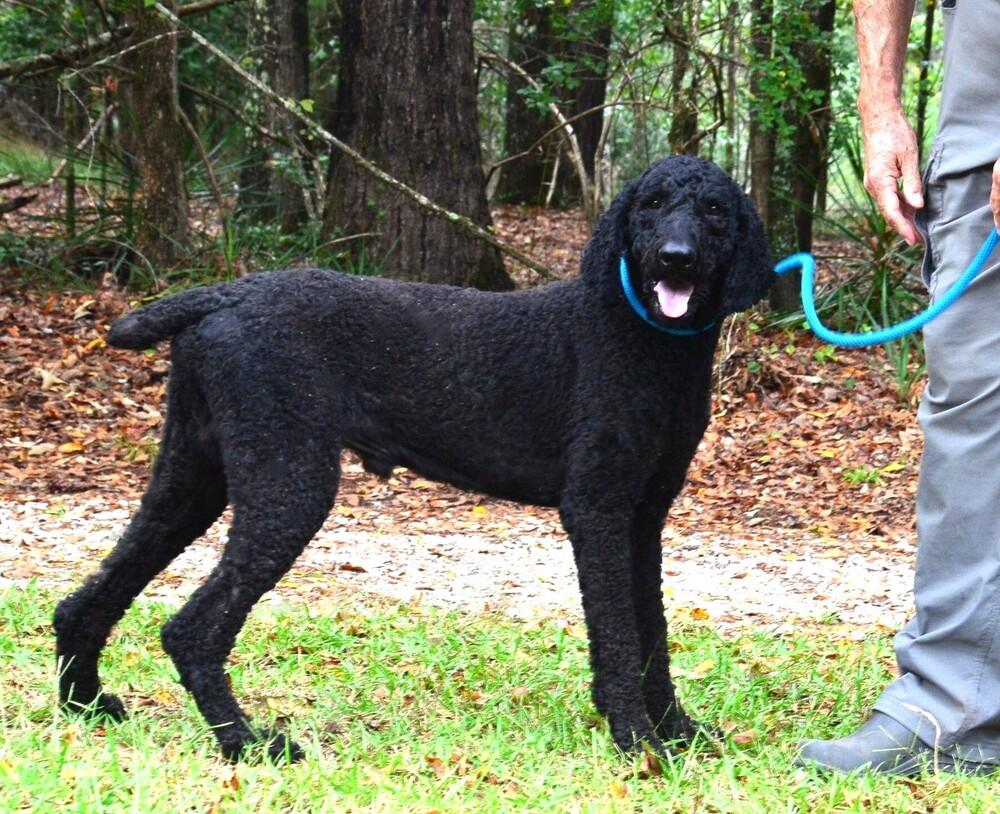 Enlarge Nigel, a Adoptable Standard Poodle in Willingboro, NJ image 6/6