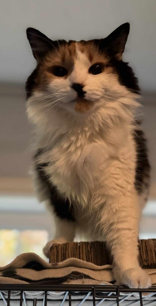 Mia, Adoptable, Adult Female Domestic Long Hair.