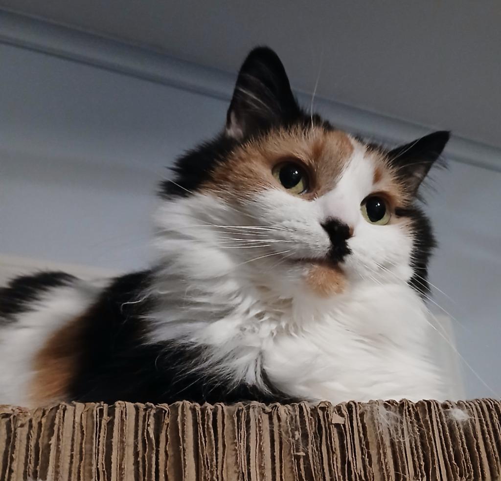 Enlarge Mia, a Adoptable mixed breed in Shell Lake, WI image 2/3