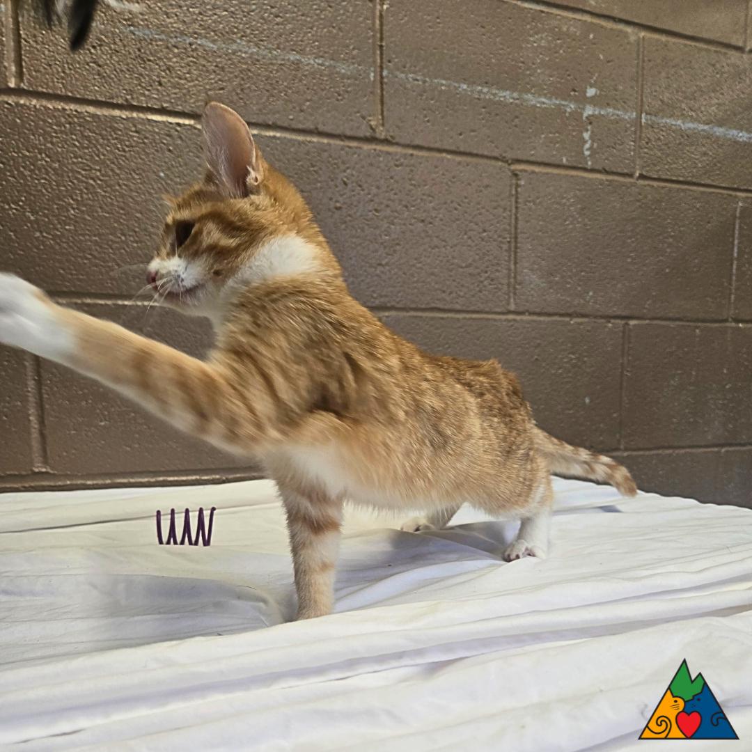 Pepper, an adoptable Domestic Short Hair in Douglas, WY, 82633 | Photo Image 4