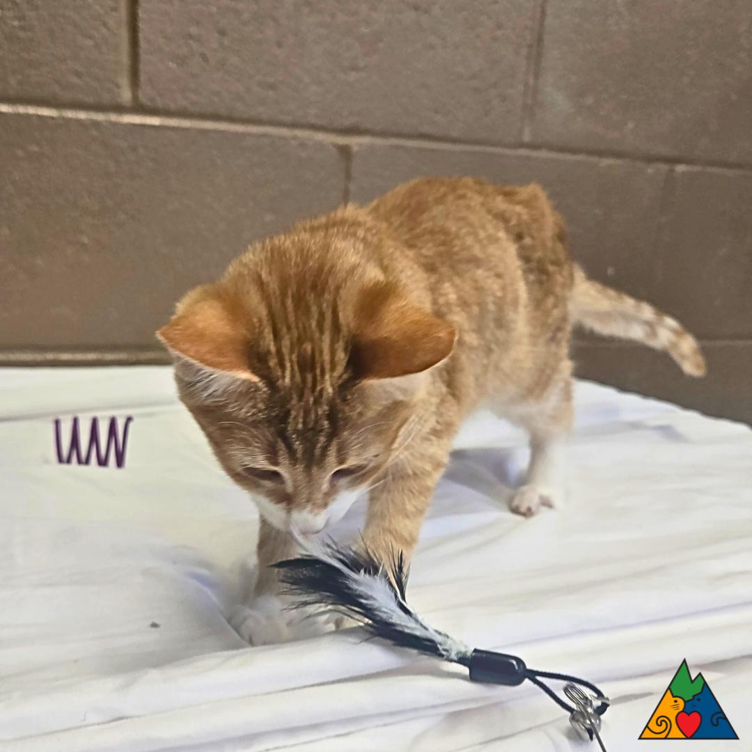 Pepper, an adoptable Domestic Short Hair in Douglas, WY, 82633 | Photo Image 1