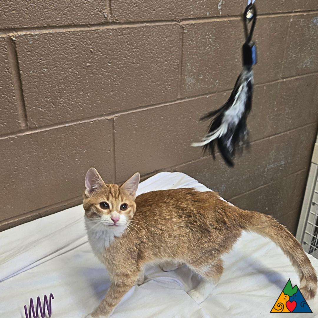 Pepper, an adoptable Domestic Short Hair in Douglas, WY, 82633 | Photo Image 3