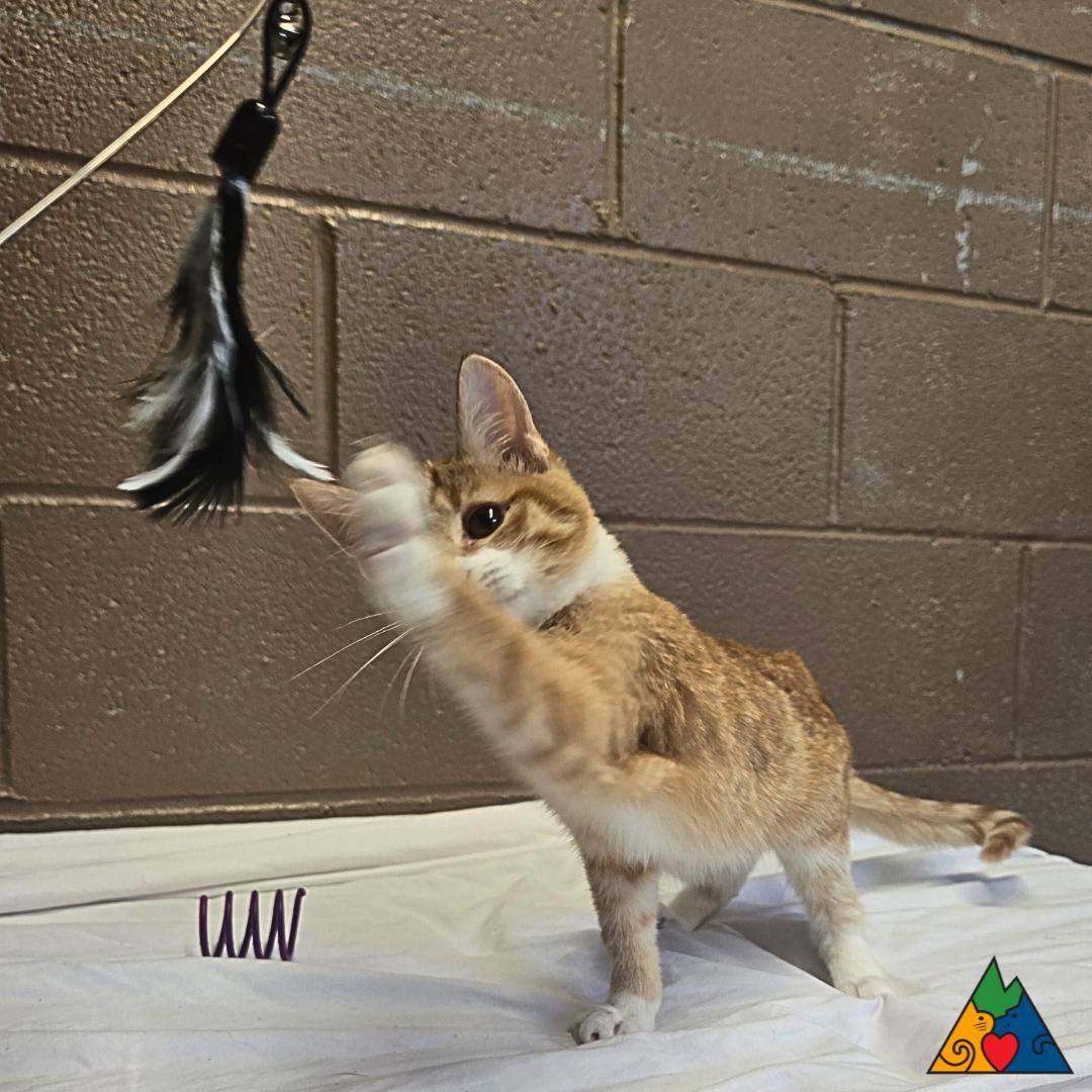 Pepper, an adoptable Domestic Short Hair in Douglas, WY, 82633 | Photo Image 2