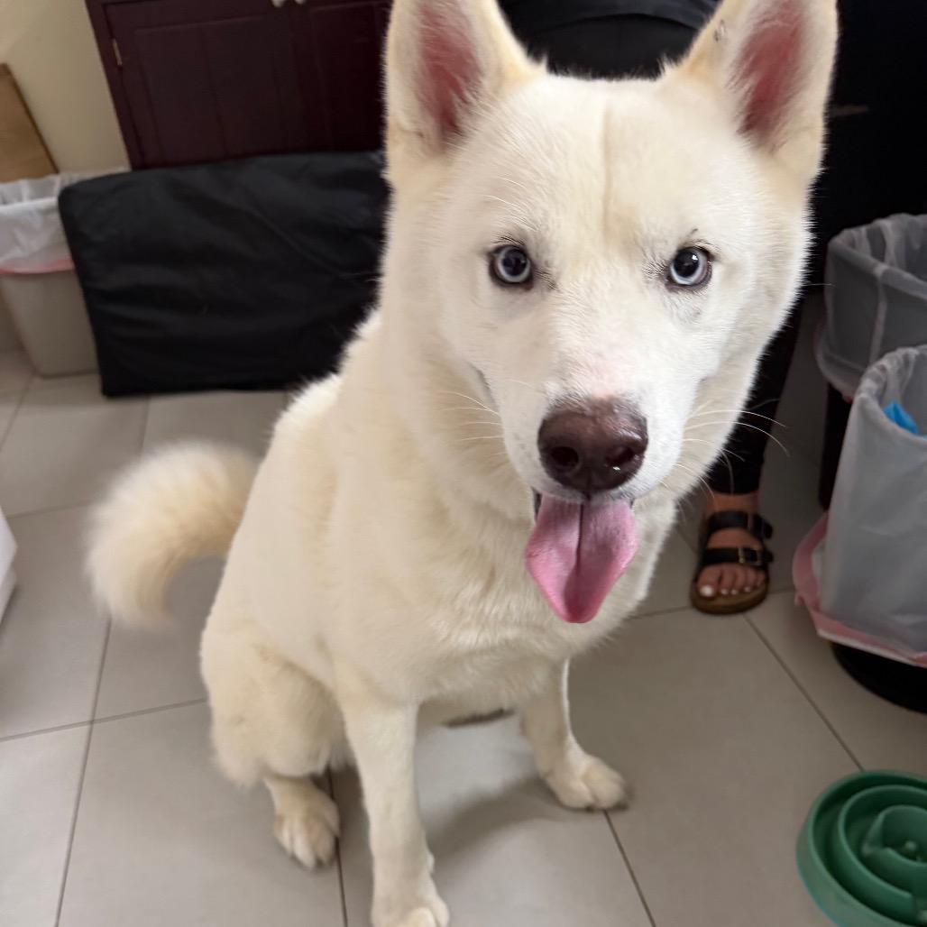 Rigby, Adoptable, Adult Male Husky.