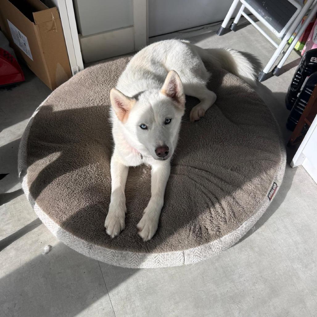 Enlarge Rigby, a Adoptable Husky in Lauderhill, FL image 4/4