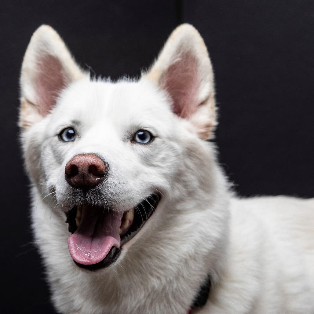 Enlarge Rigby, a Adoptable Husky in Lauderhill, FL image 3/4