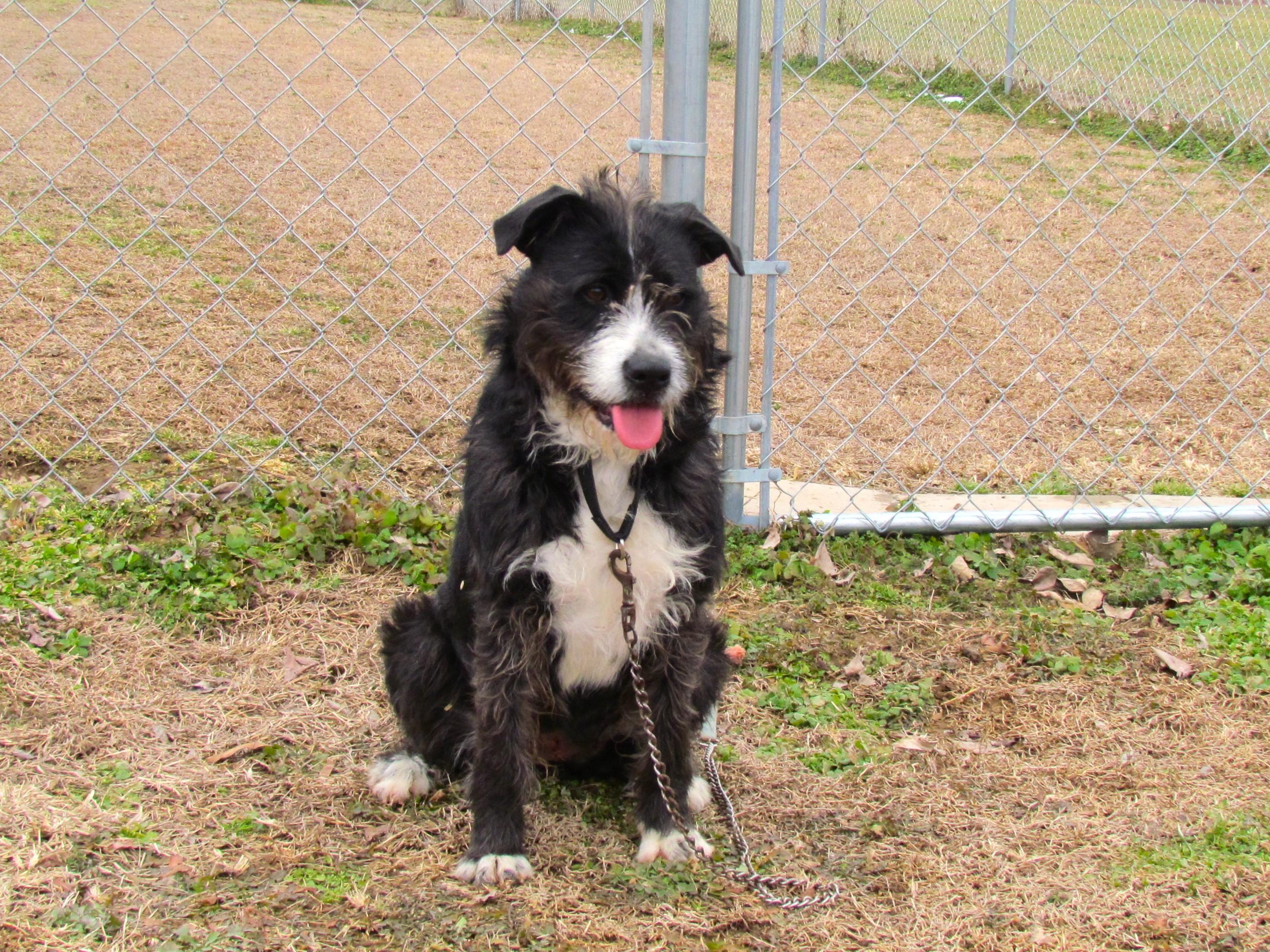 Enlarge ROXANNE, a Adoptable mixed breed in Humboldt, TN image 3/6