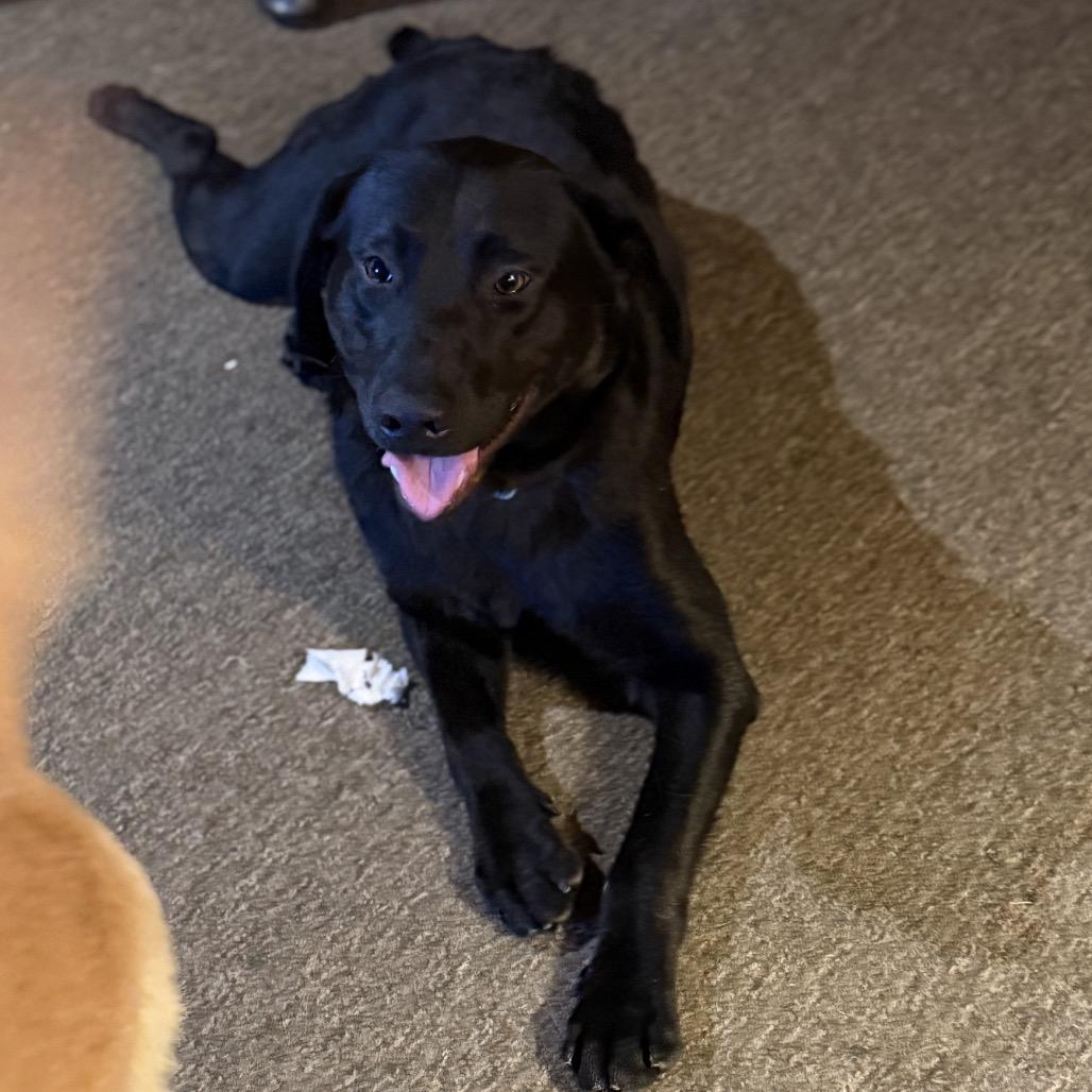 Enlarge Crisp, a Adoptable Black Labrador Retriever in Huntsville, AL image 1/3