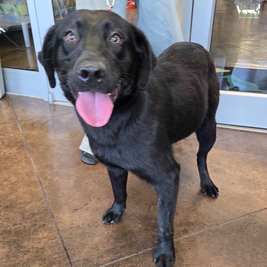 Enlarge Crisp, a Adoptable Black Labrador Retriever in Huntsville, AL image 3/3