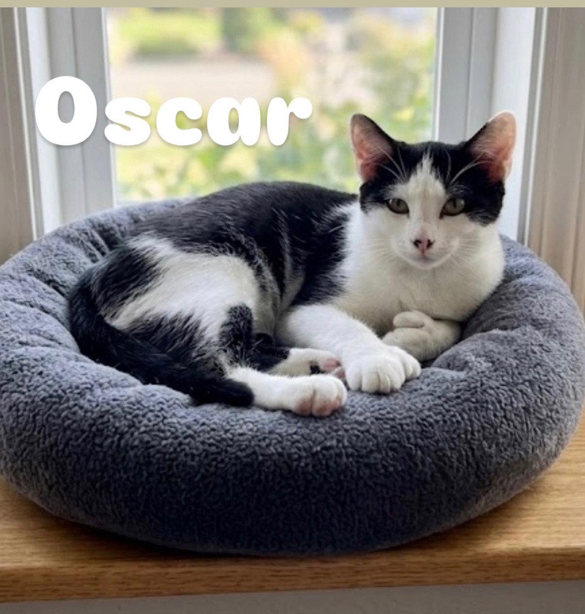 Enlarge Oscar, a Adoptable Extra-Toes Cat / Hemingway Polydactyl in Chandler, AZ image 1/3