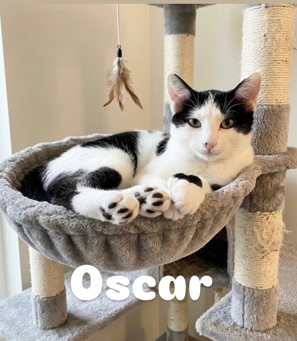 Enlarge Oscar, a Adoptable Extra-Toes Cat / Hemingway Polydactyl in Chandler, AZ image 2/3