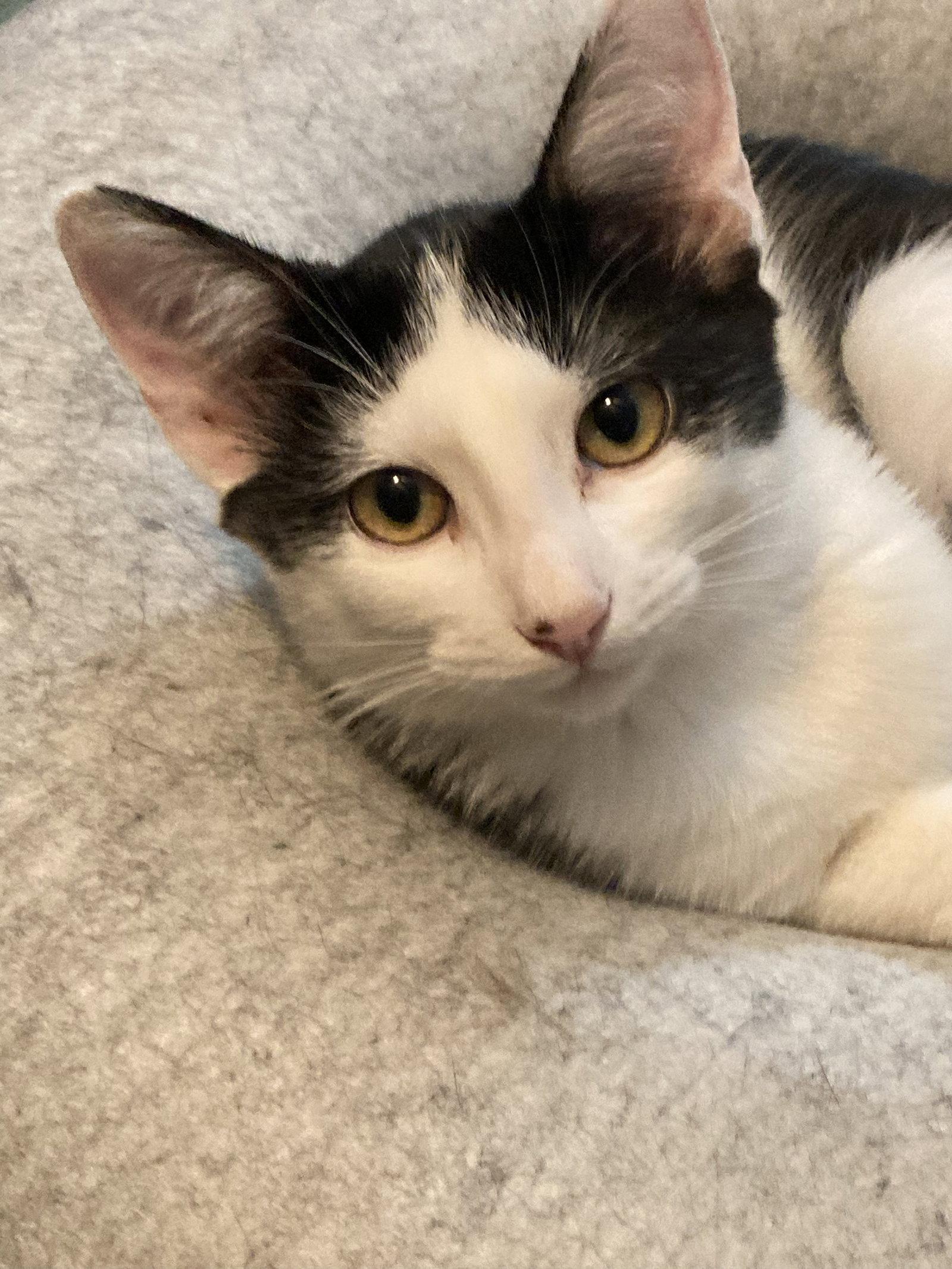 Enlarge Oscar, a Adoptable Extra-Toes Cat / Hemingway Polydactyl in Chandler, AZ image 3/3