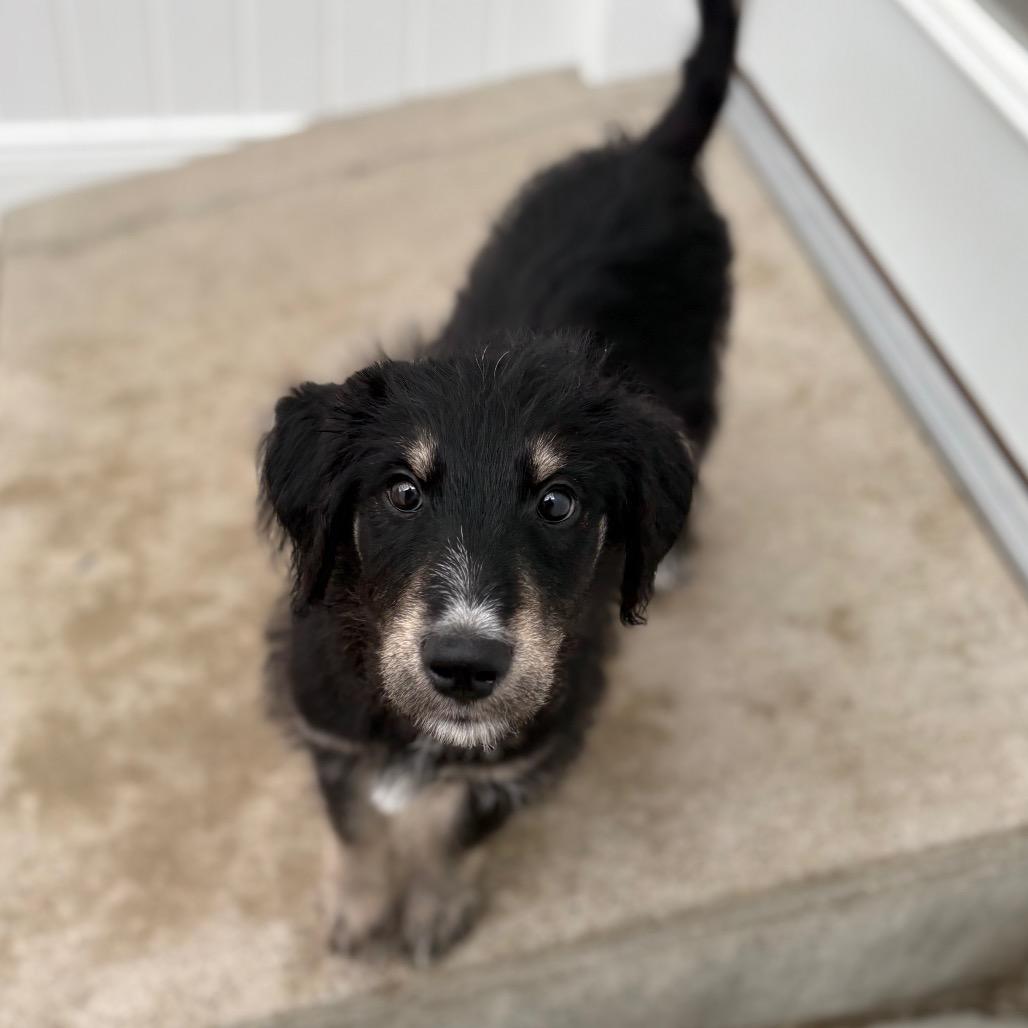 Snowflake, adoptable, Puppy Female Mixed Breed.