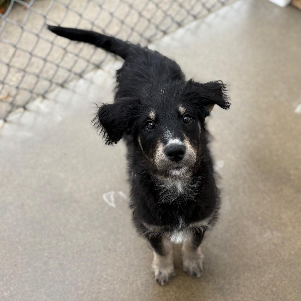 Snowflake, an adoptable Mixed Breed in Fenton, MI image 2/4