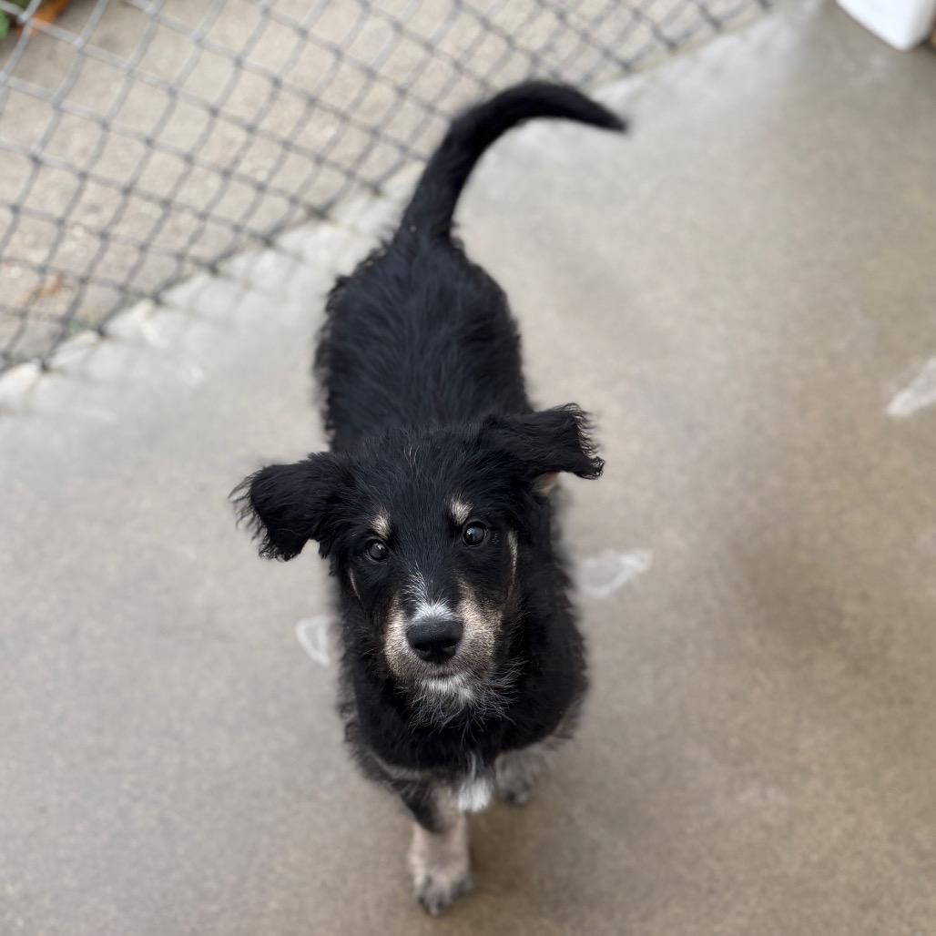 Snowflake, an adoptable Mixed Breed in Fenton, MI image 3/4