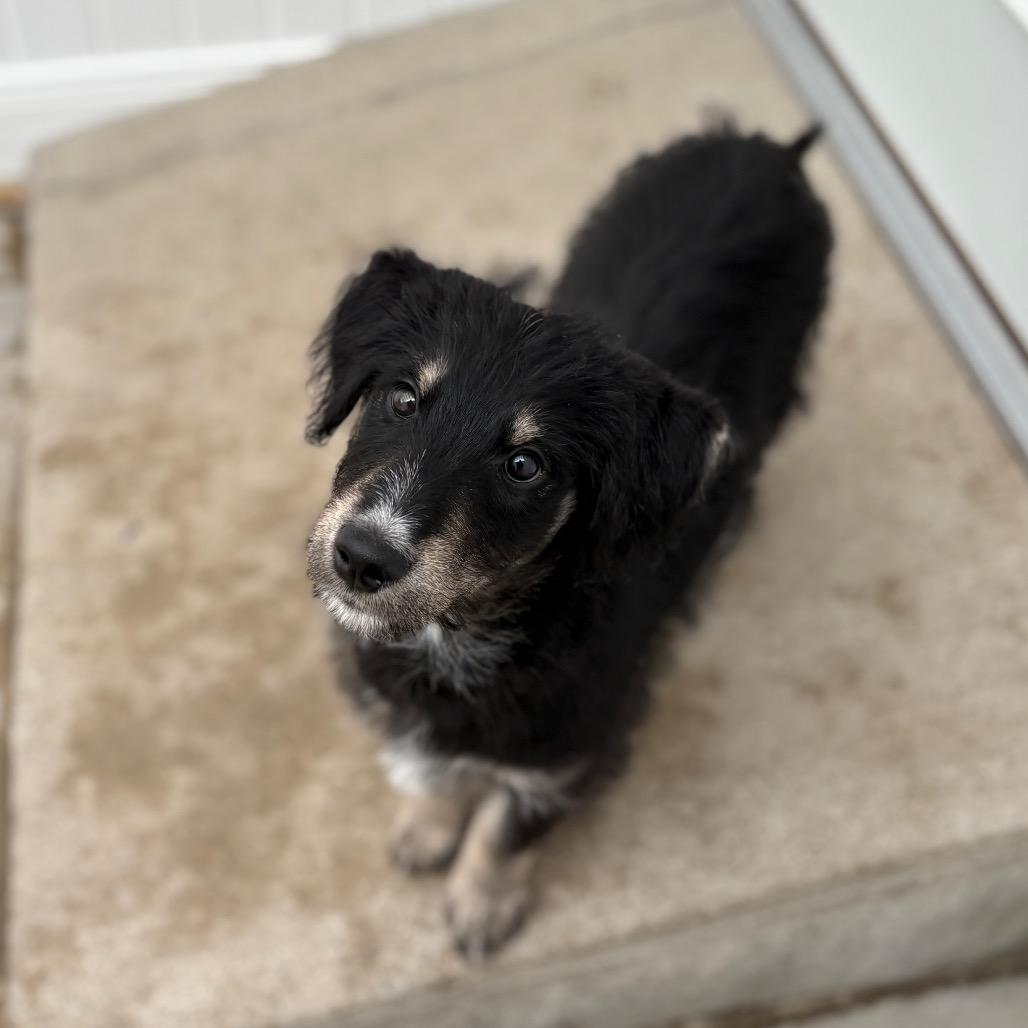 Snowflake, an adoptable Mixed Breed in Fenton, MI image 4/4