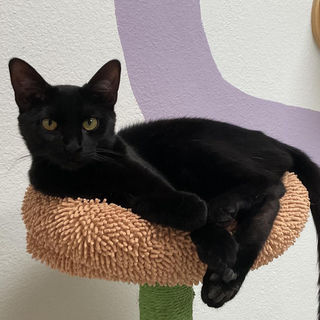 Enlarge Em Dash, a Adoptable Domestic Short Hair in Yucca Valley, CA image 1/5