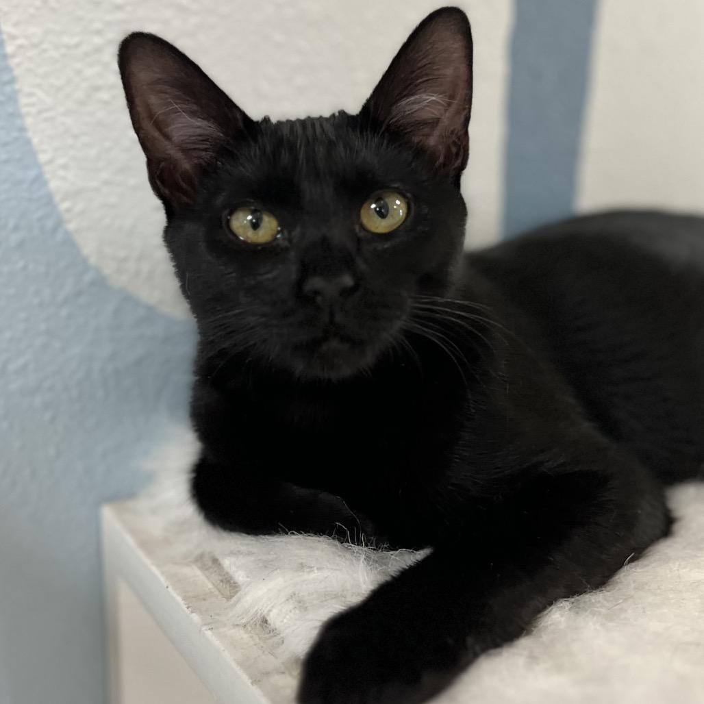 Enlarge Em Dash, a Adoptable Domestic Short Hair in Yucca Valley, CA image 2/5