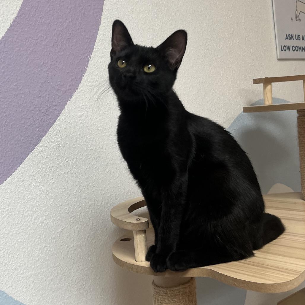 Enlarge Em Dash, a Adoptable Domestic Short Hair in Yucca Valley, CA image 3/5