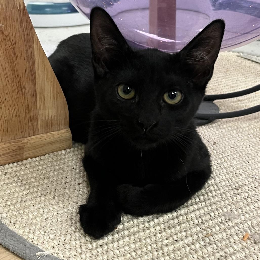 Enlarge Em Dash, a Adoptable Domestic Short Hair in Yucca Valley, CA image 4/5