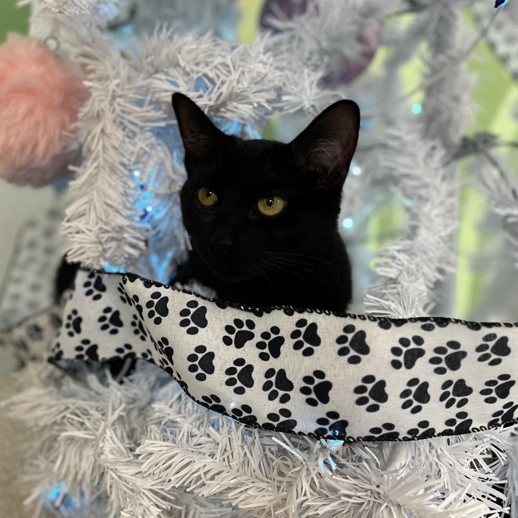 Enlarge Em Dash, a Adoptable Domestic Short Hair in Yucca Valley, CA image 5/5