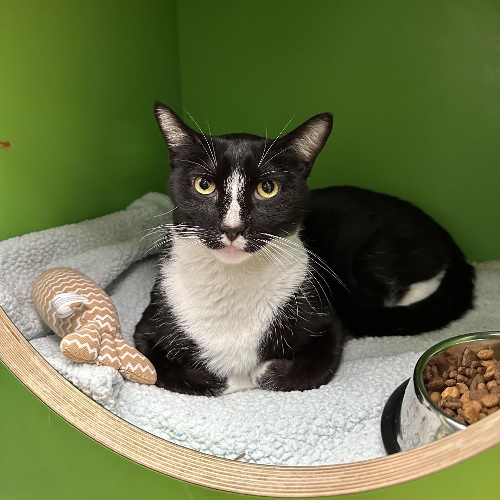 Mikey, Adoptable, Adult Male Domestic Short Hair.