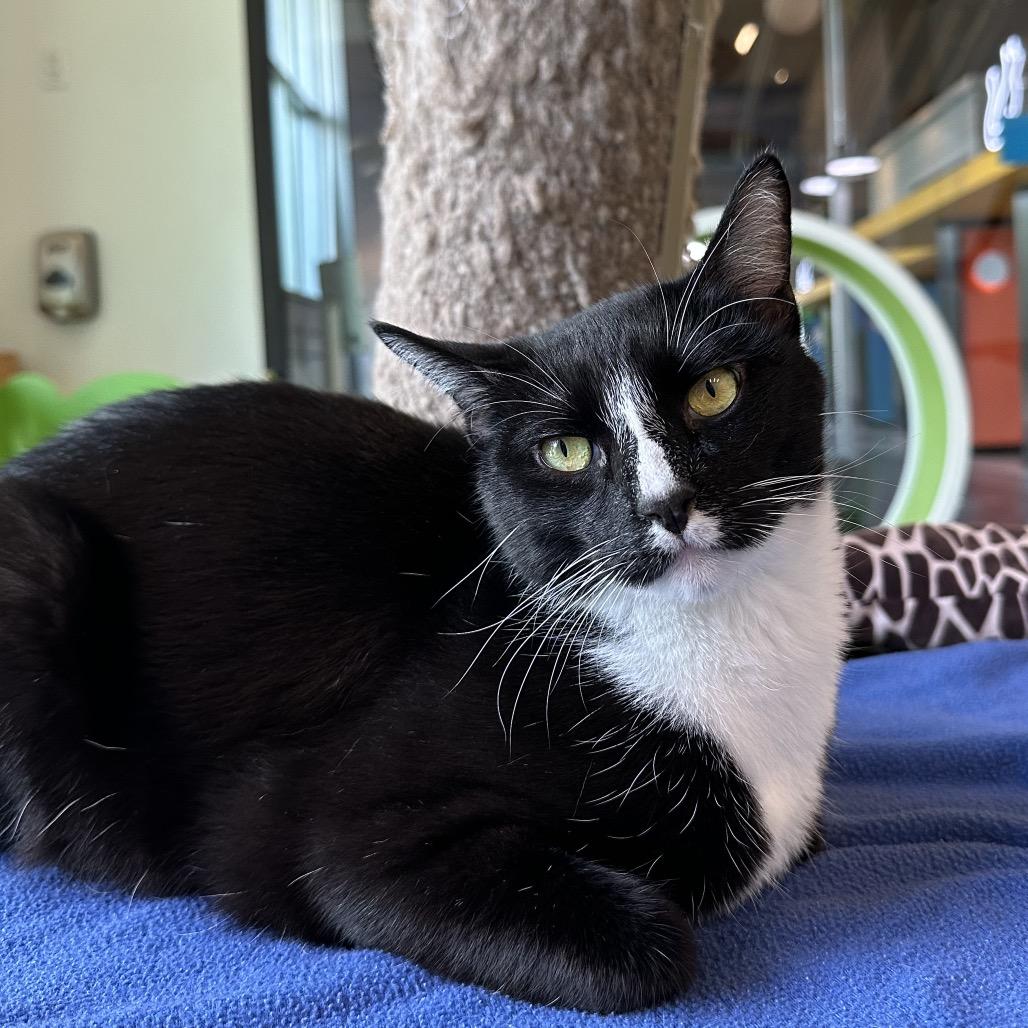 Enlarge Mikey, a Adoptable Domestic Short Hair in Playa Vista, CA image 2/3